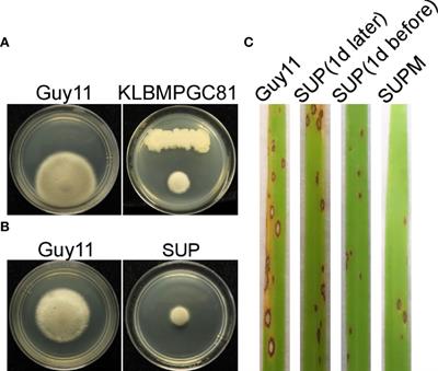 Bacillus subtilis KLBMPGC81 suppresses appressorium-mediated plant infection by altering the cell wall integrity signaling pathway and multiple cell biological processes in Magnaporthe oryzae